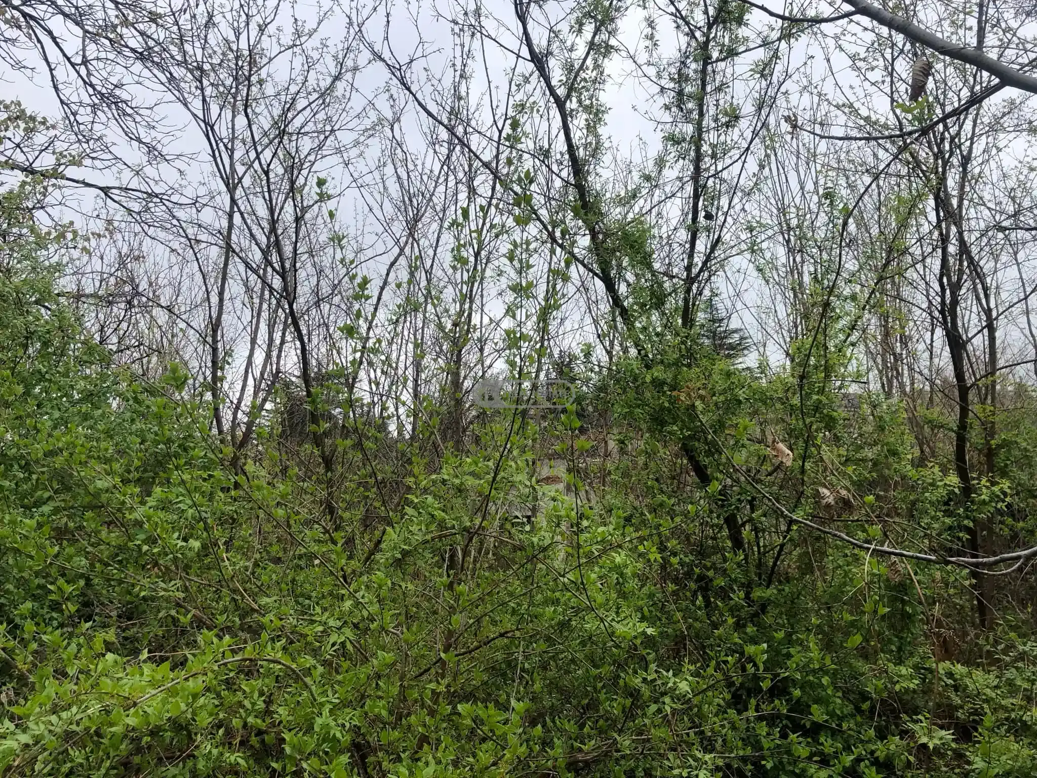 Земельный участок в городе Телави