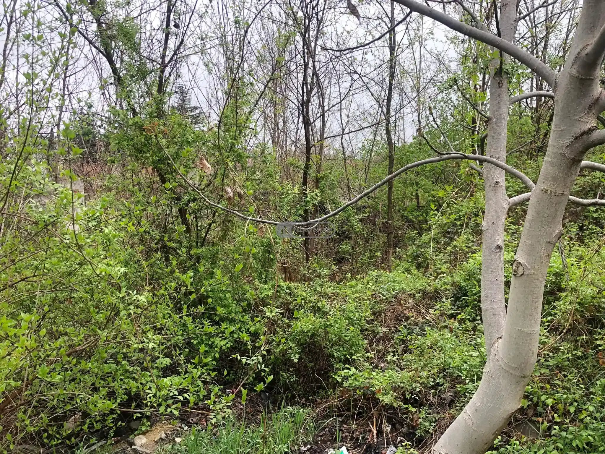 Земельный участок в городе Телави