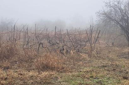 Жилой земельный участок в Цинандали