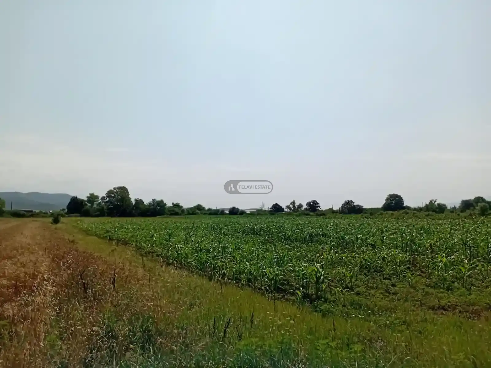 Land for Sale in Matani, Akhmeta