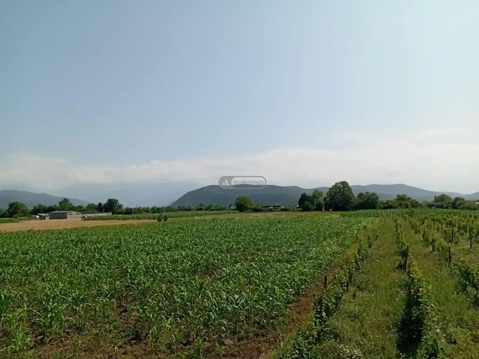 Land for Sale in Matani, Akhmeta