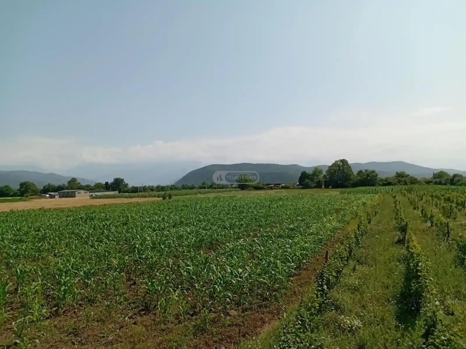 Land for Sale in Matani, Akhmeta