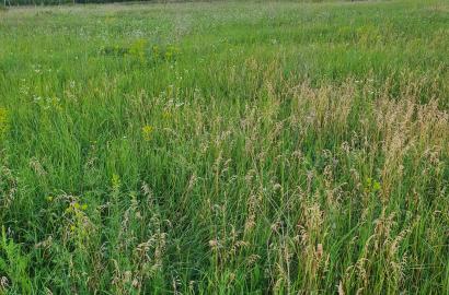 Продается сельскохозяйственный участок в Цинандали