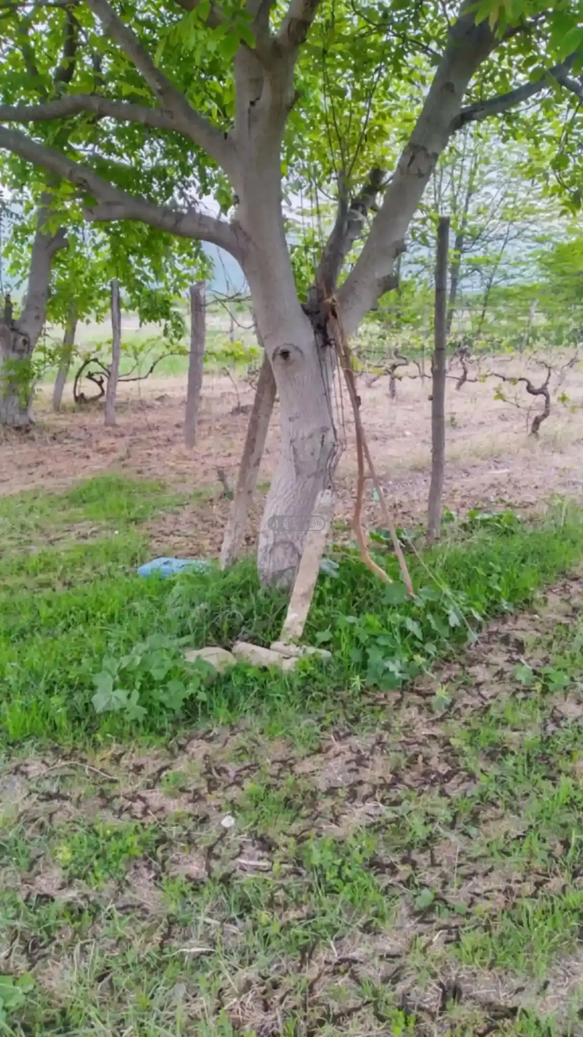 Land for Sale in Kurdgelauri