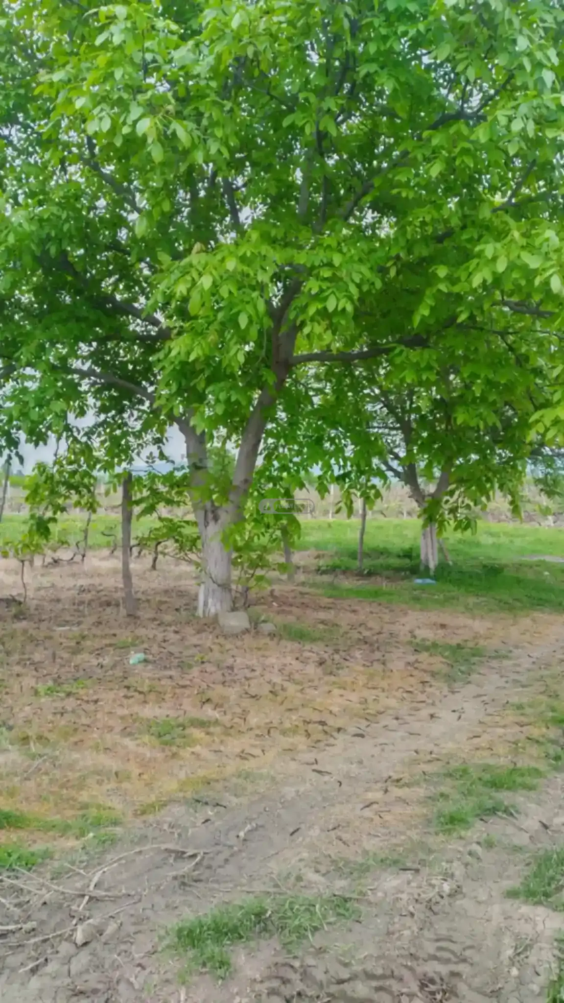 Land for Sale in Kurdgelauri