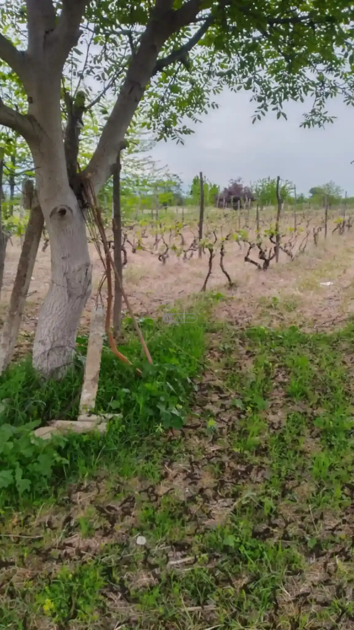 Land for Sale in Kurdgelauri