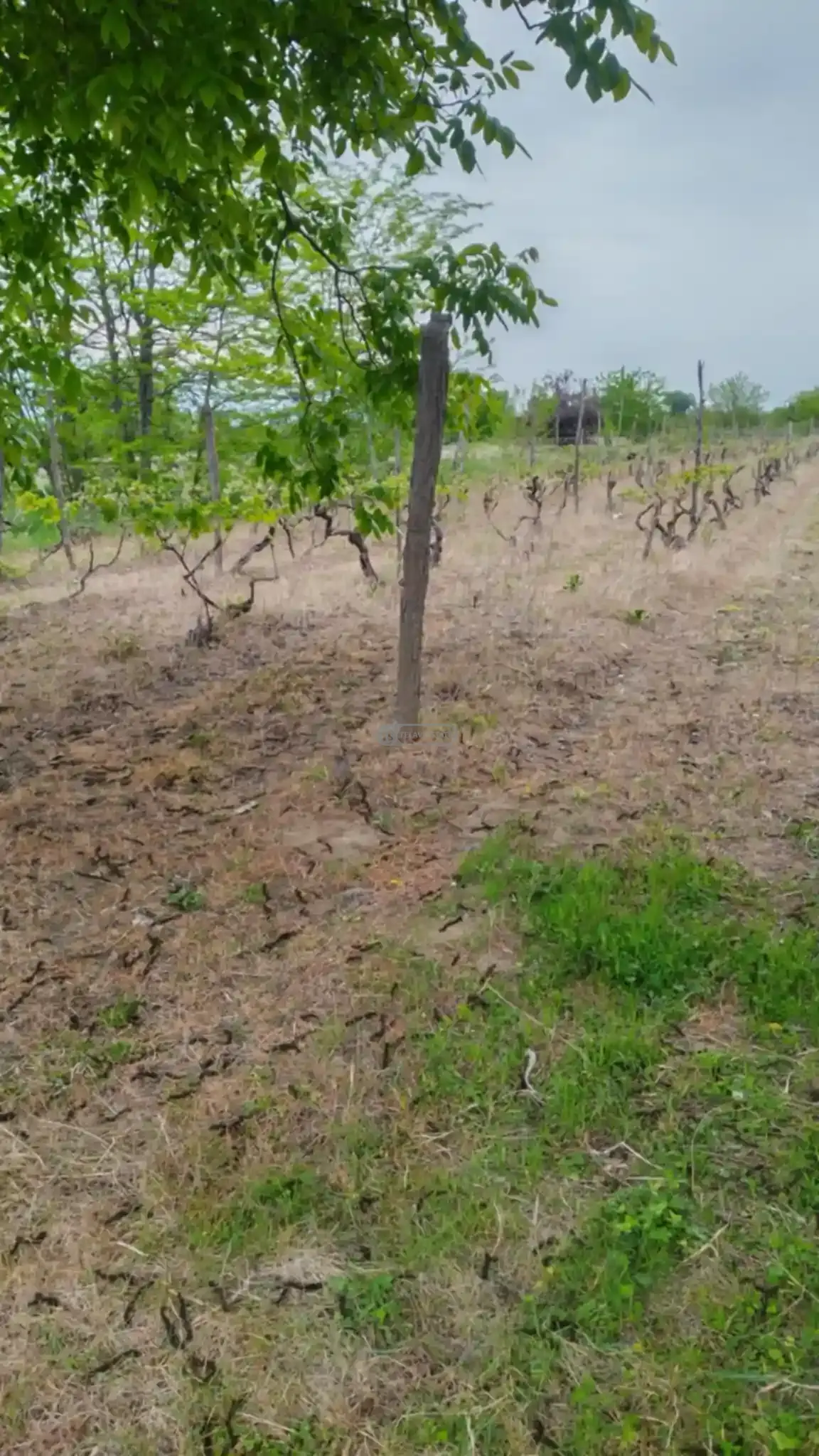 Land for Sale in Kurdgelauri