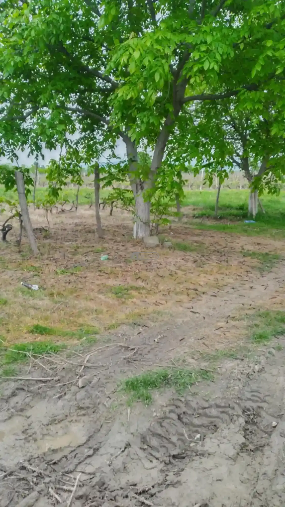 Land for Sale in Kurdgelauri