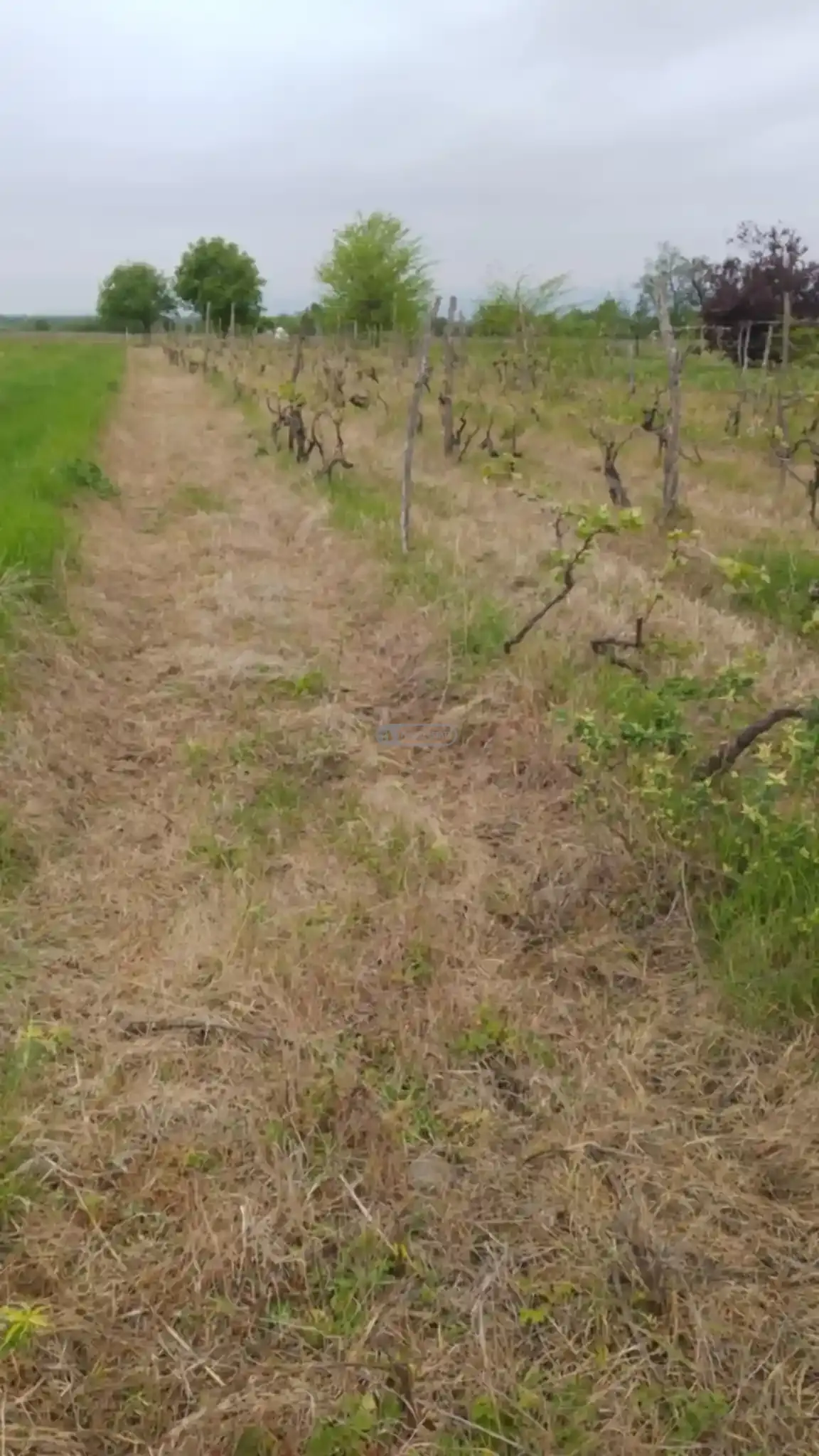 Land for Sale in Kurdgelauri