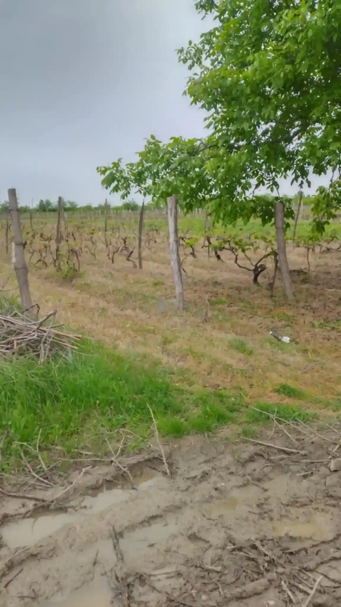 Land for Sale in Kurdgelauri