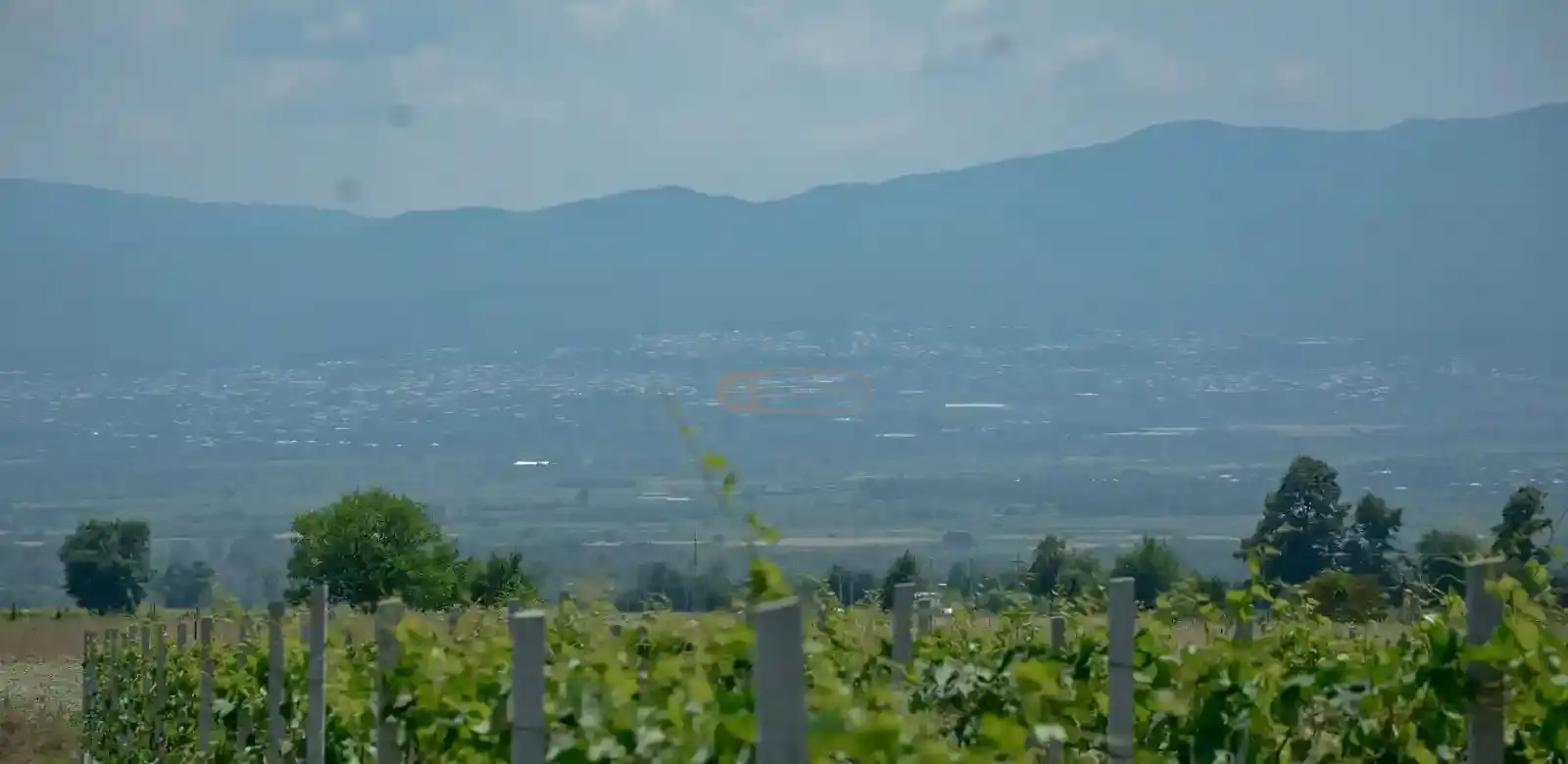 Продается 5-летний виноградник сорта Саперави