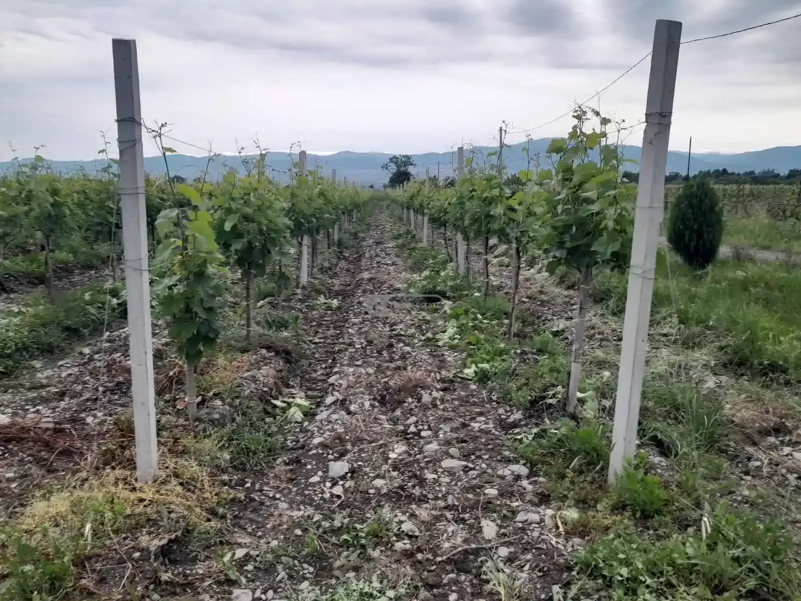 Продается 5-летний виноградник сорта Саперави