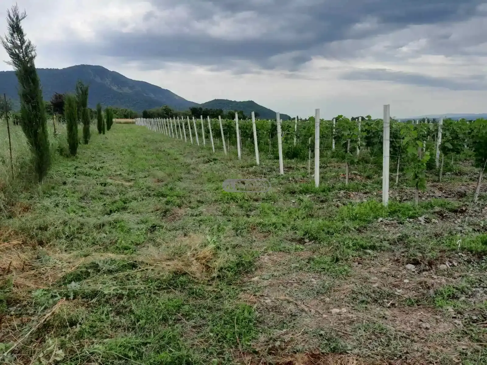 Продается 5-летний виноградник сорта Саперави
