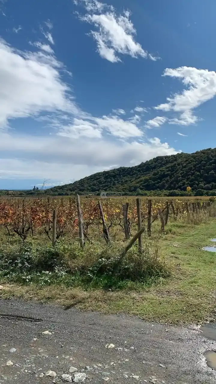 Vineyard for Sale in Gremi
