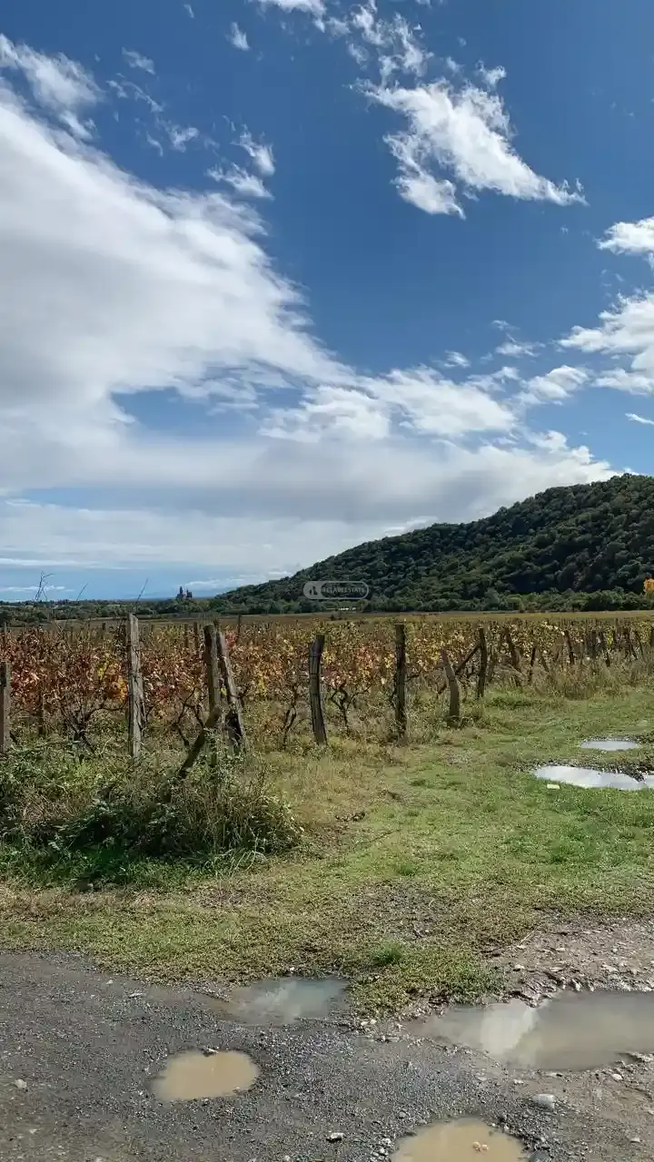 Vineyard for Sale in Gremi