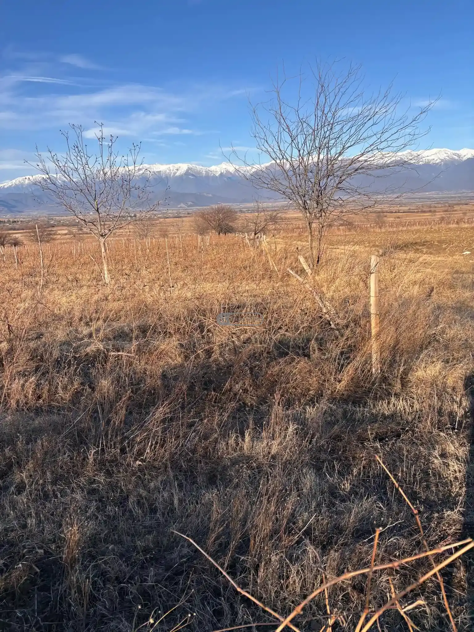 Vineyard for Sale in Ikalto Village