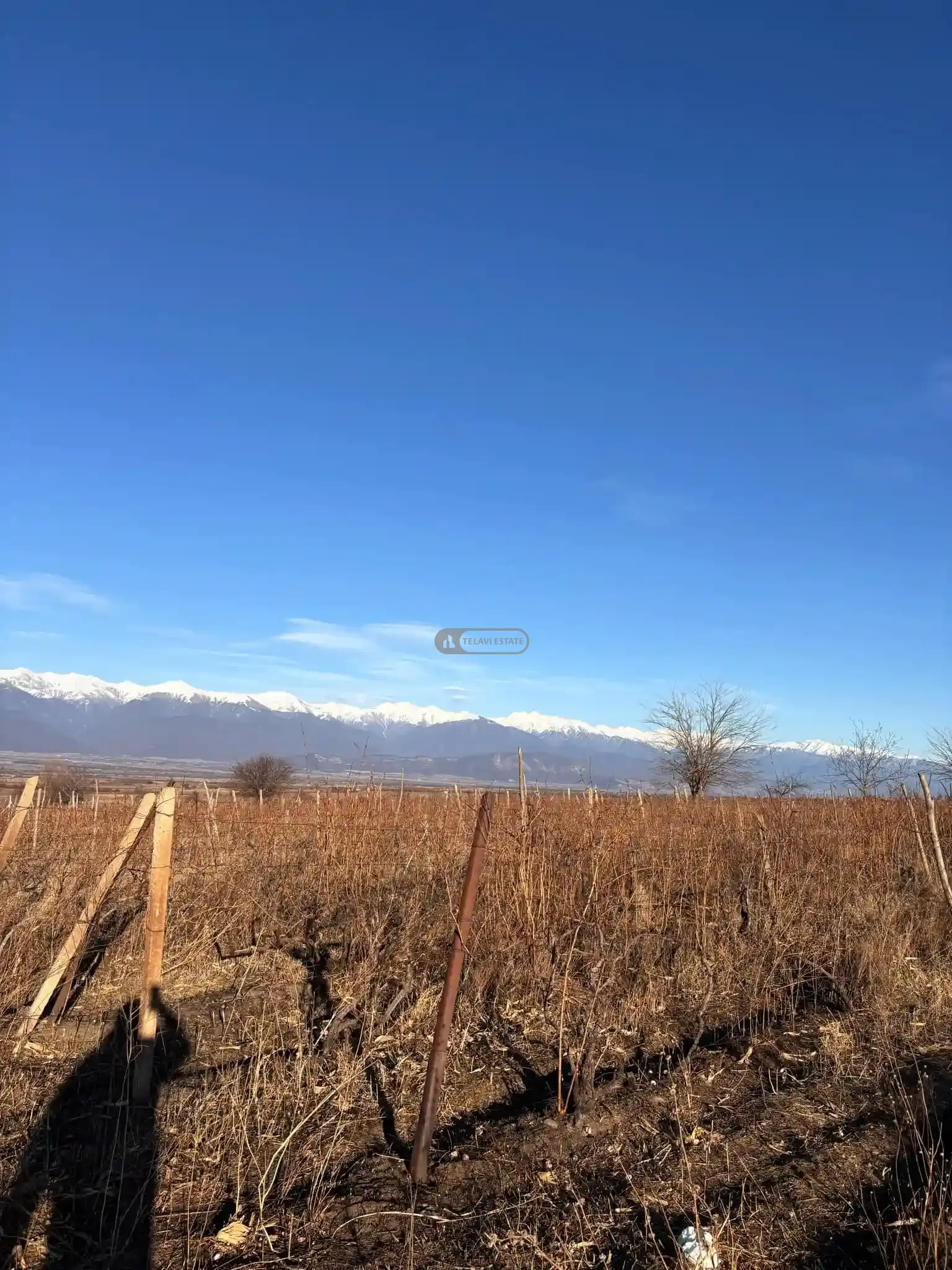 Vineyard for Sale in Ikalto Village