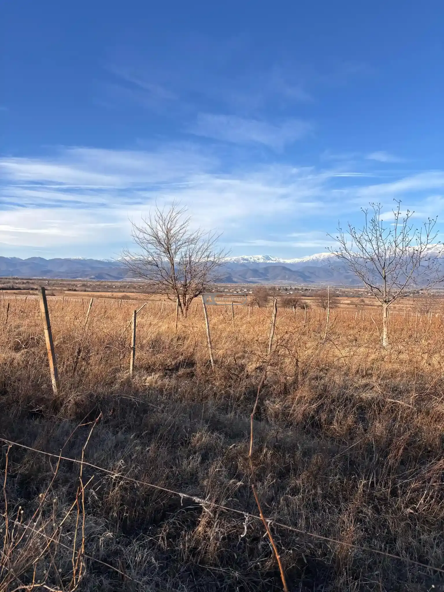 Vineyard for Sale in Ikalto Village