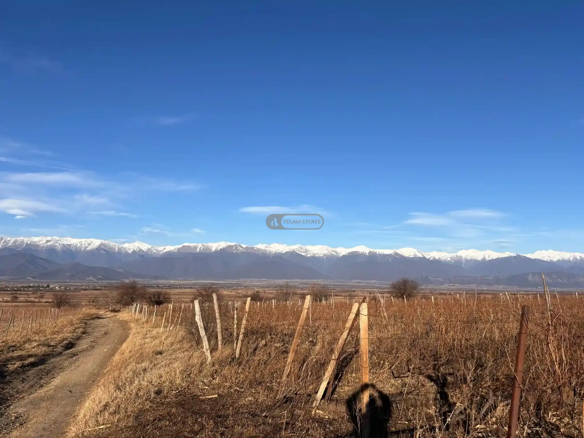 Vineyard for Sale in Ikalto Village