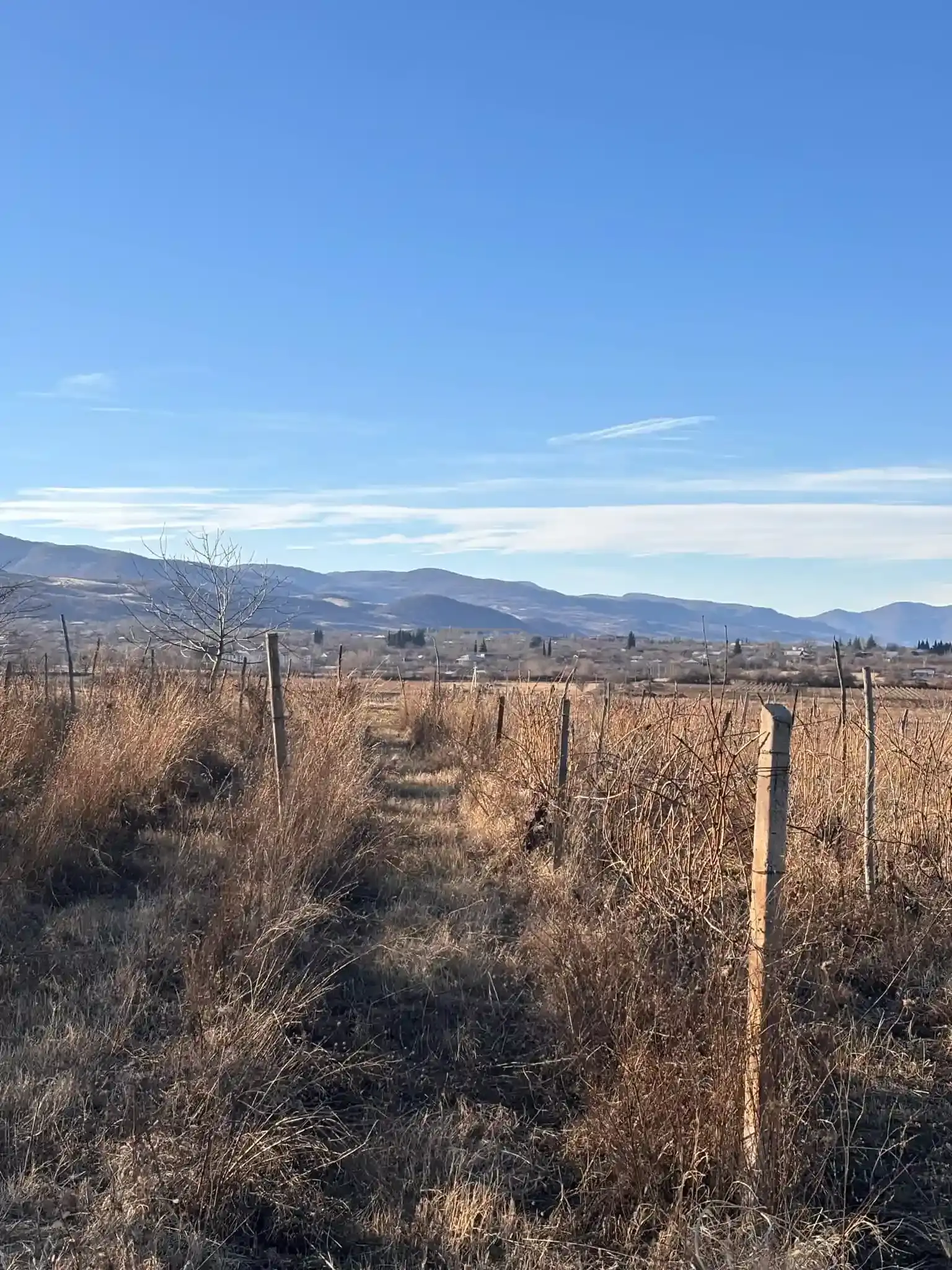 Vineyard for Sale in Ikalto Village