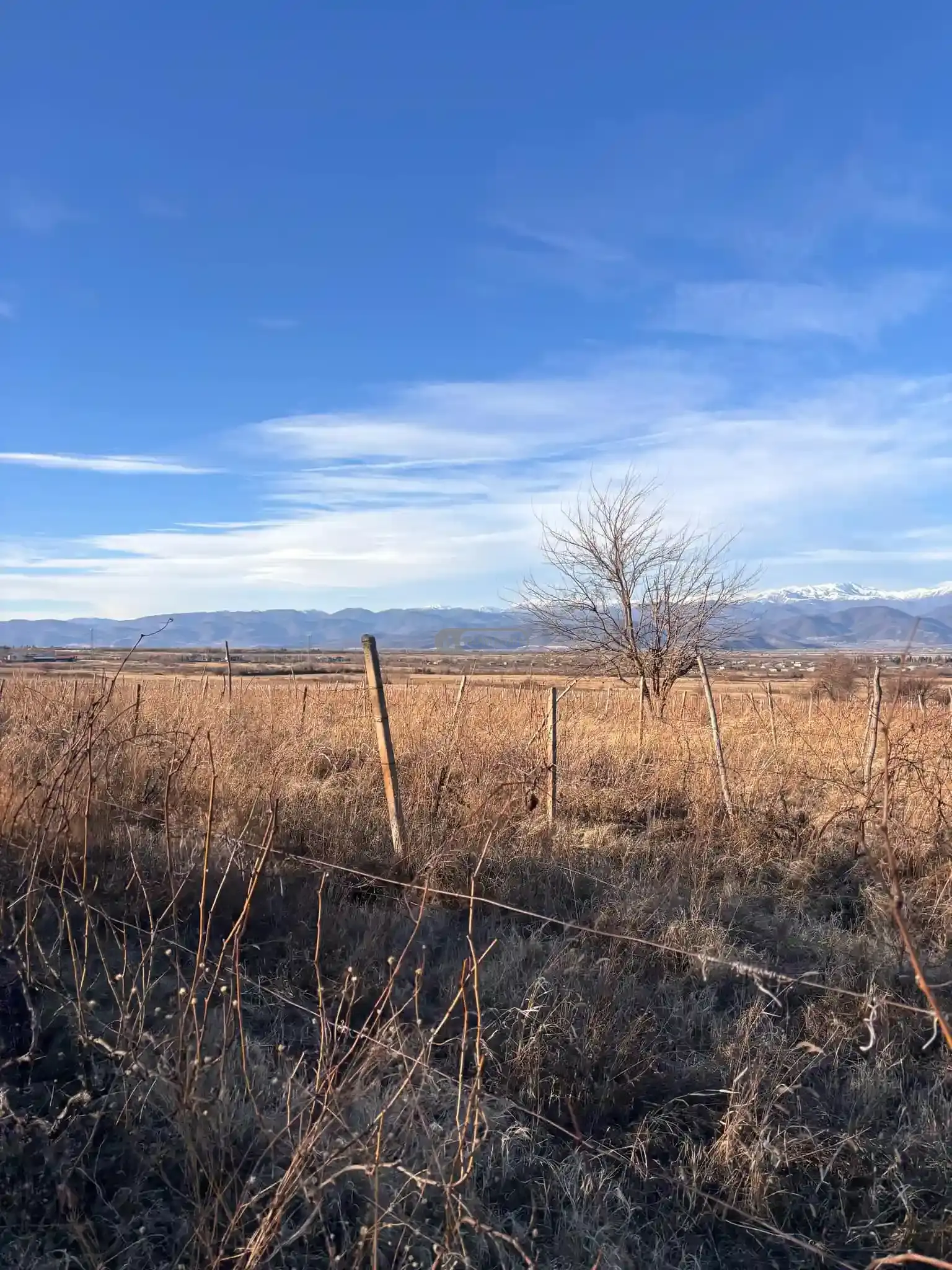 Vineyard for Sale in Ikalto Village