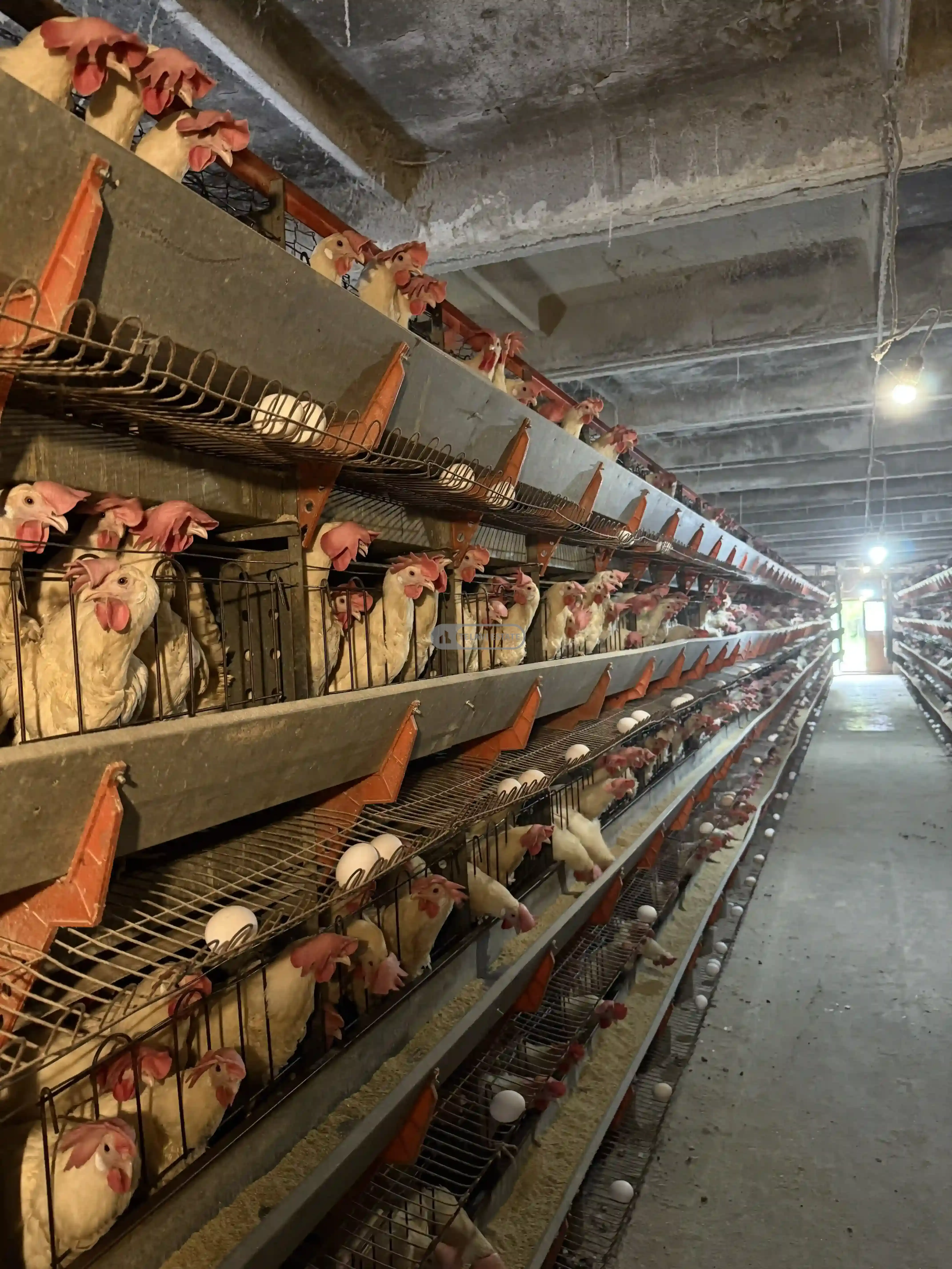 Chicken Farm with Full Infrastructure for Sale