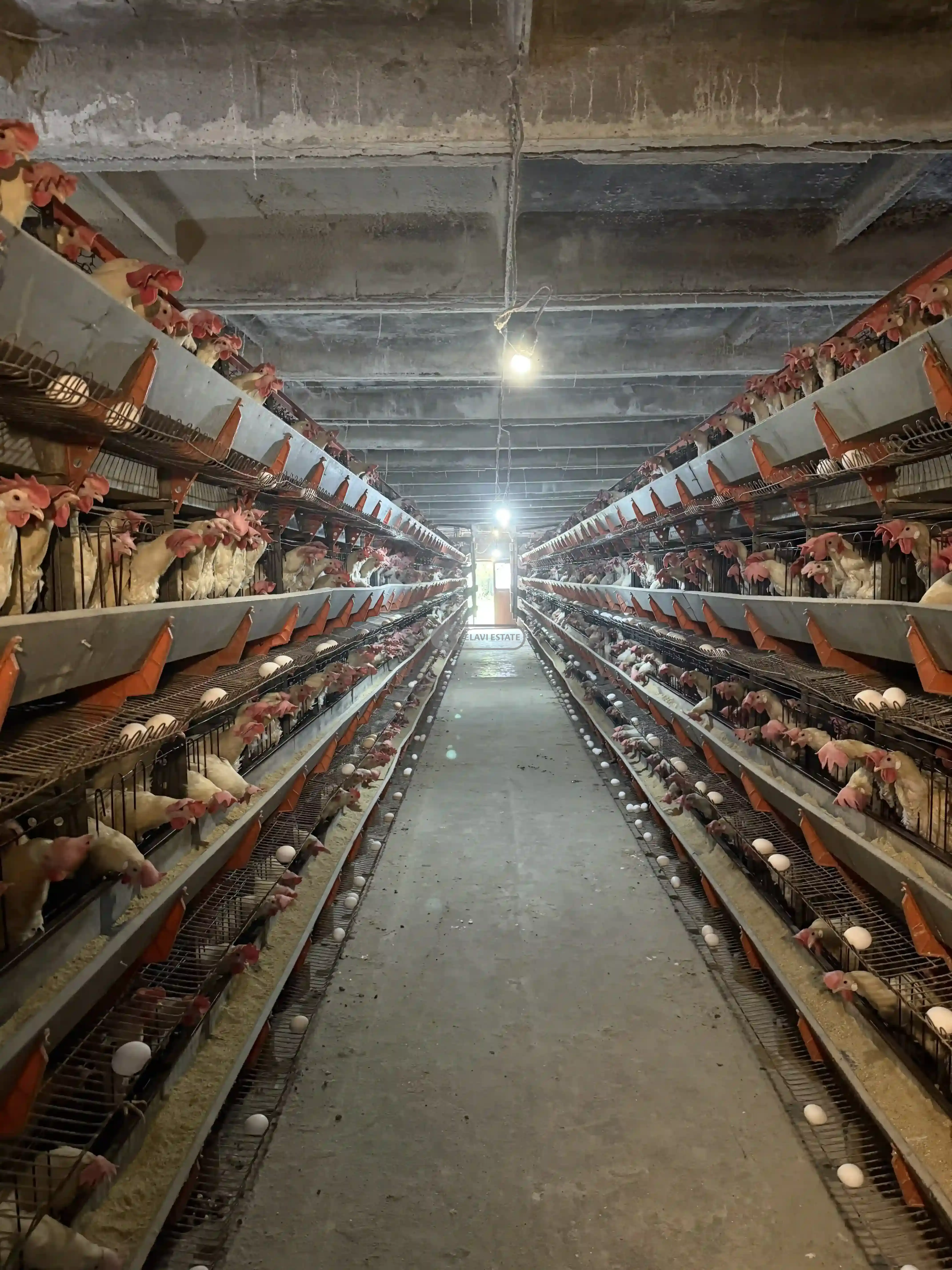 Chicken Farm with Full Infrastructure for Sale