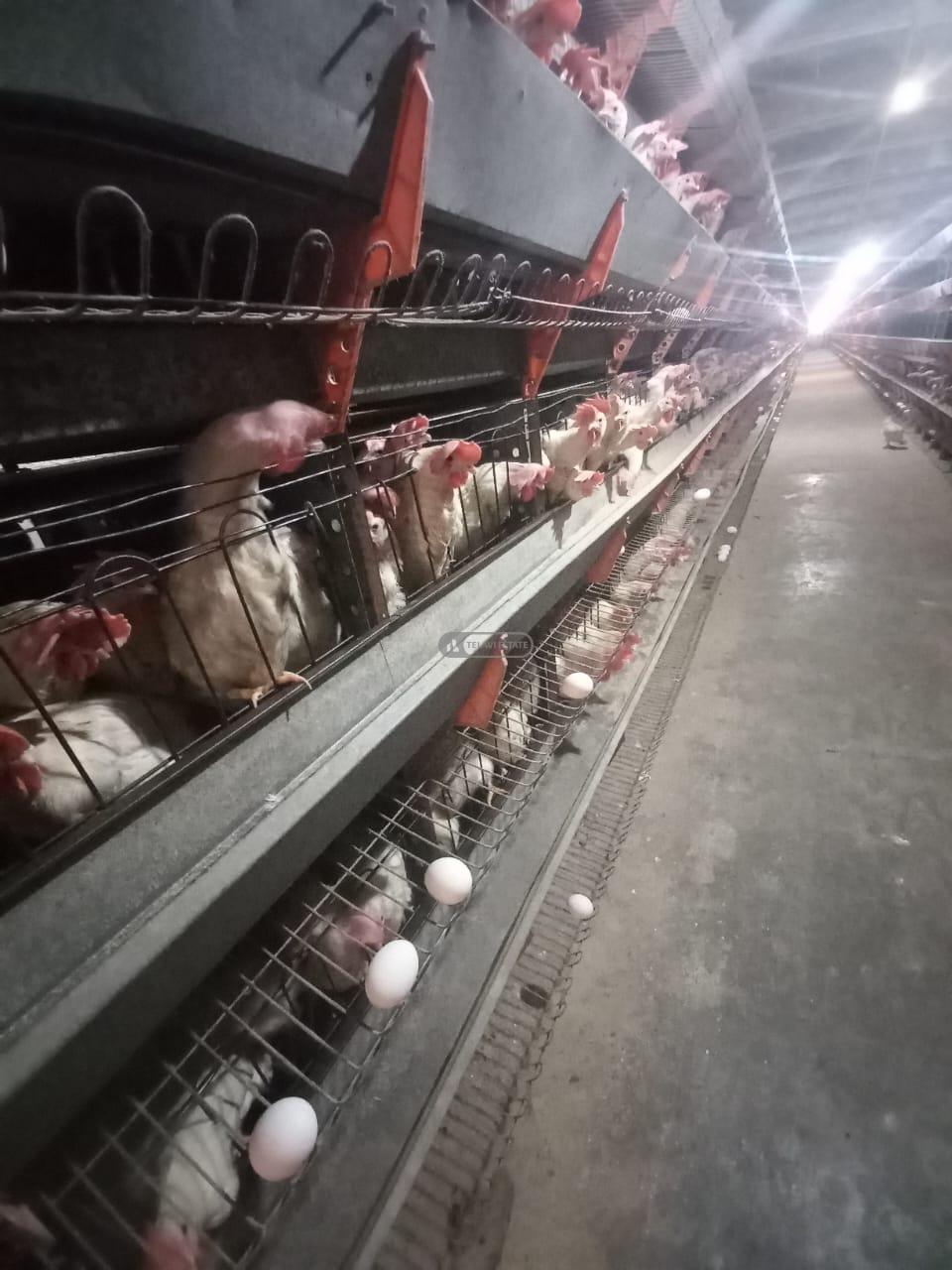 Chicken Farm with Full Infrastructure for Sale