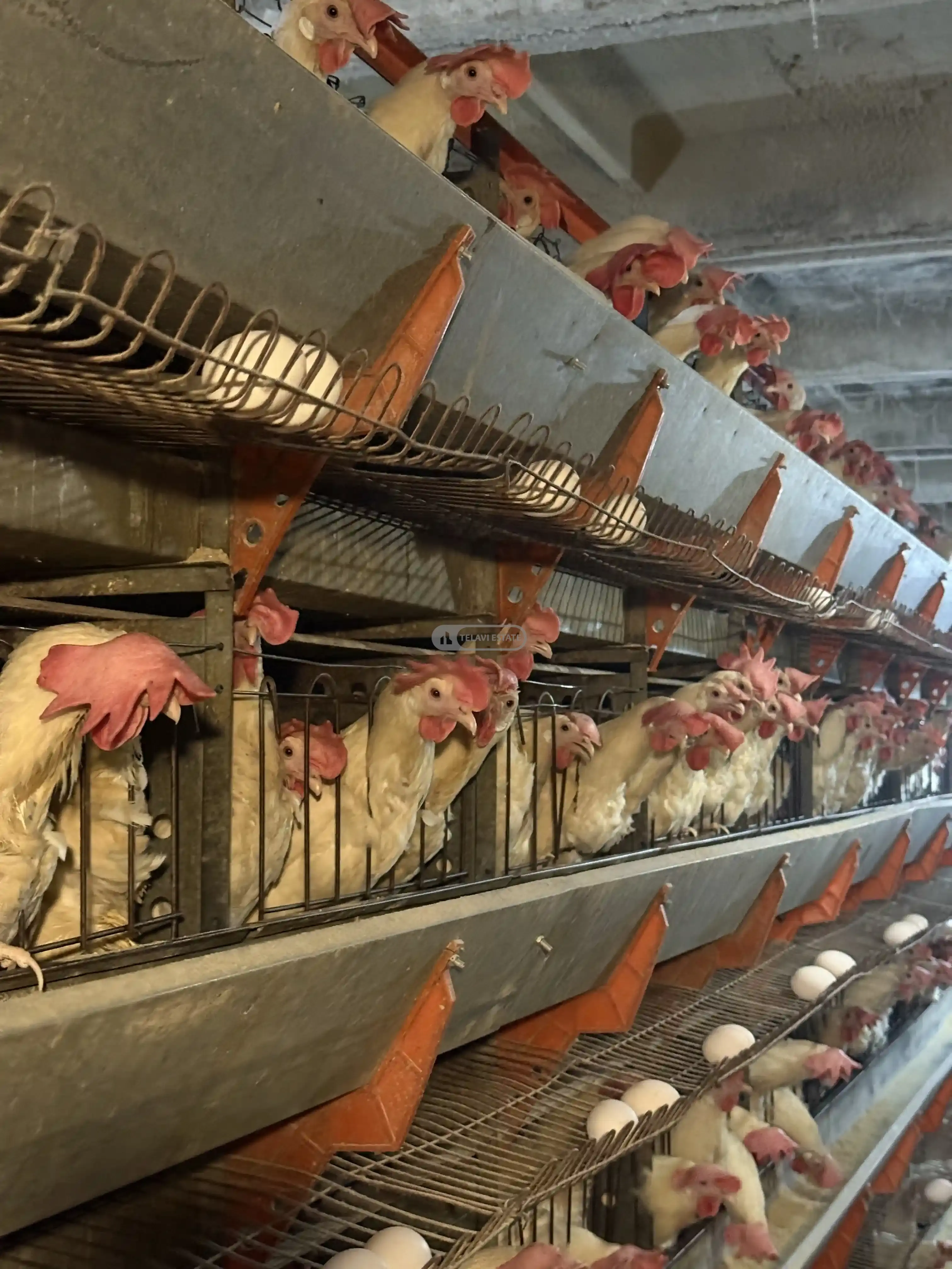 Chicken Farm with Full Infrastructure for Sale