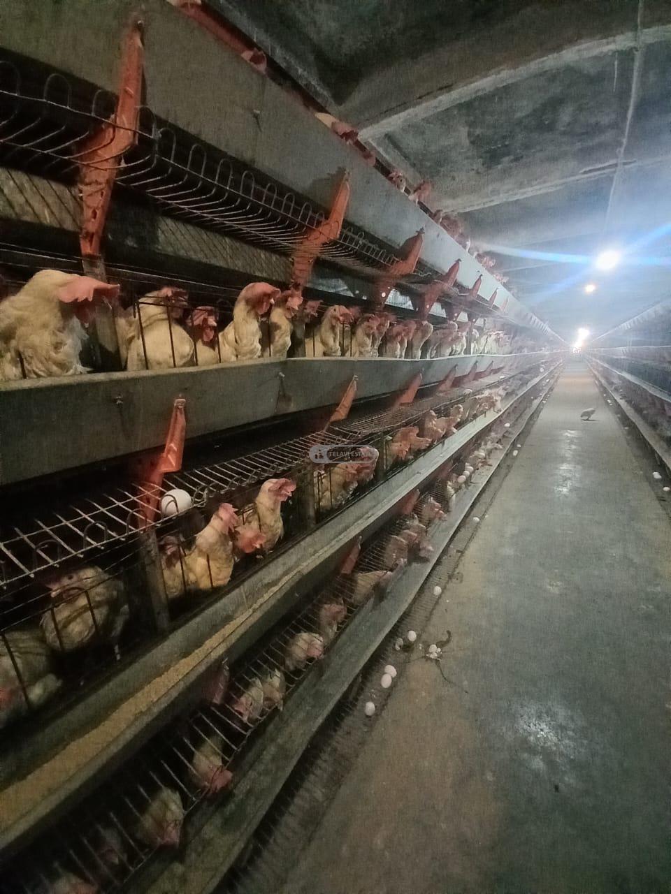 Chicken Farm with Full Infrastructure for Sale