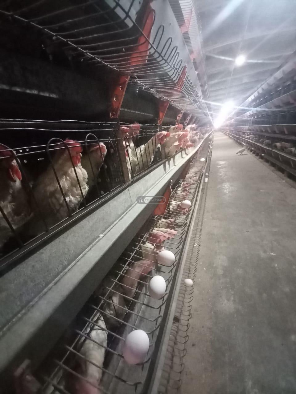Chicken Farm with Full Infrastructure for Sale