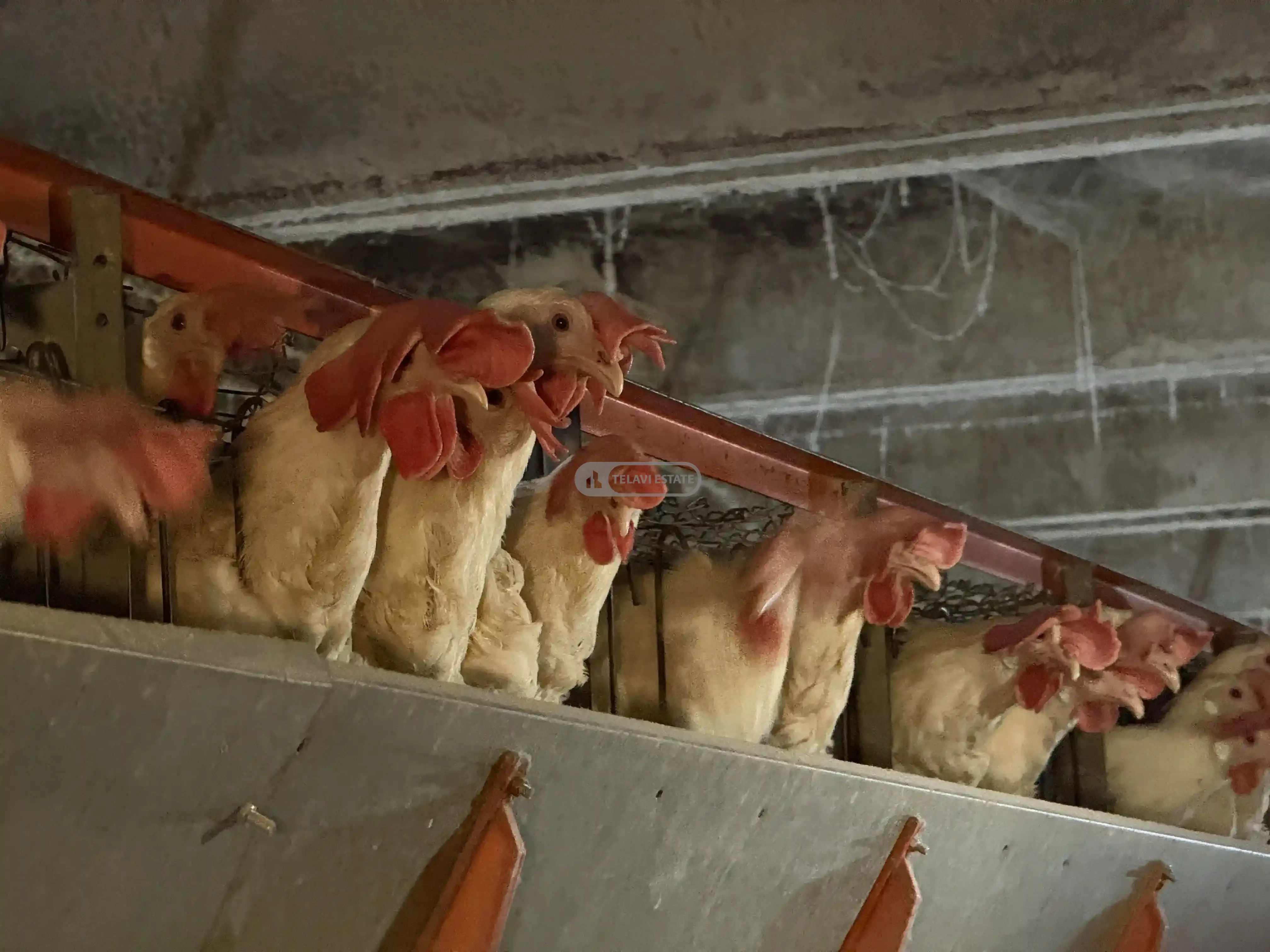 Chicken Farm with Full Infrastructure for Sale
