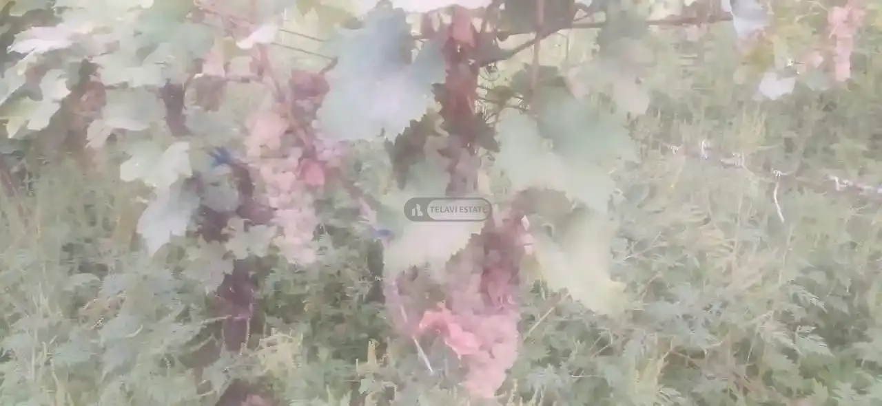 Vineyard for Sale in Artana