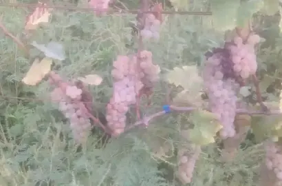 ვენახი ართანაში