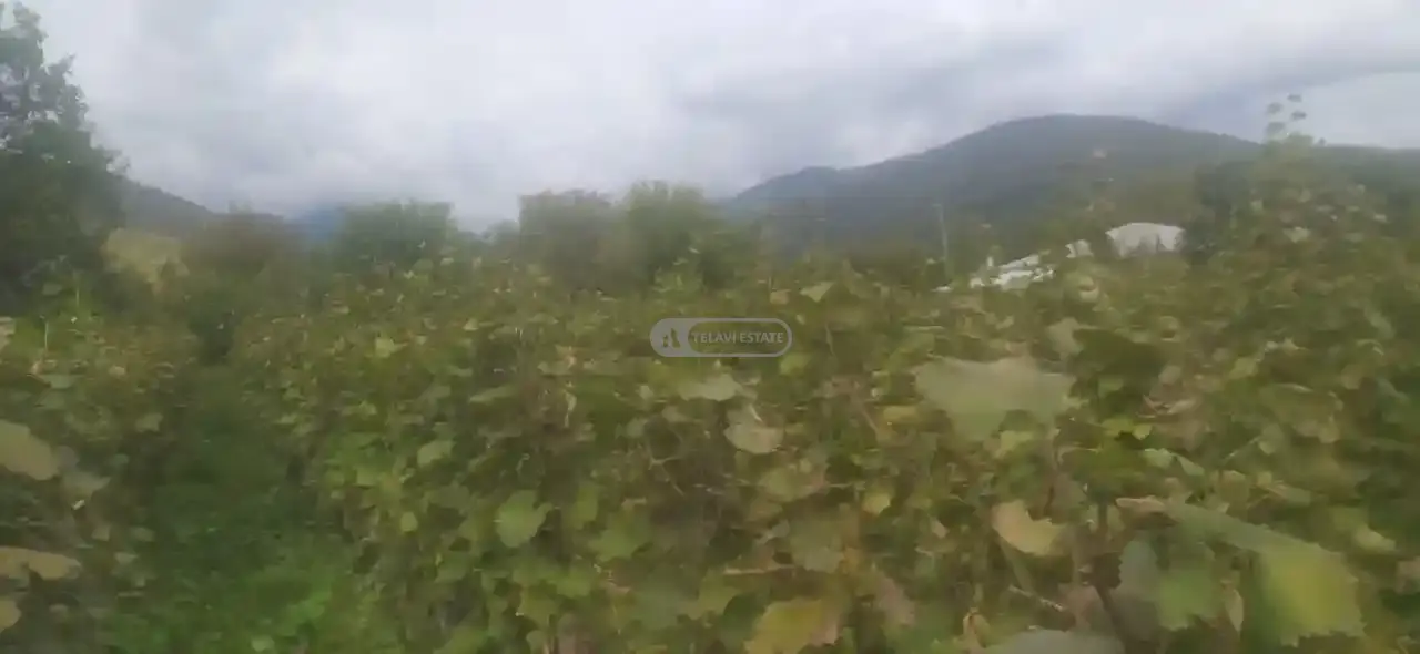 Vineyard for Sale in Artana