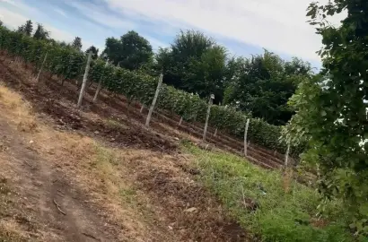 Земельный участок с виноградником в Кисисхеви