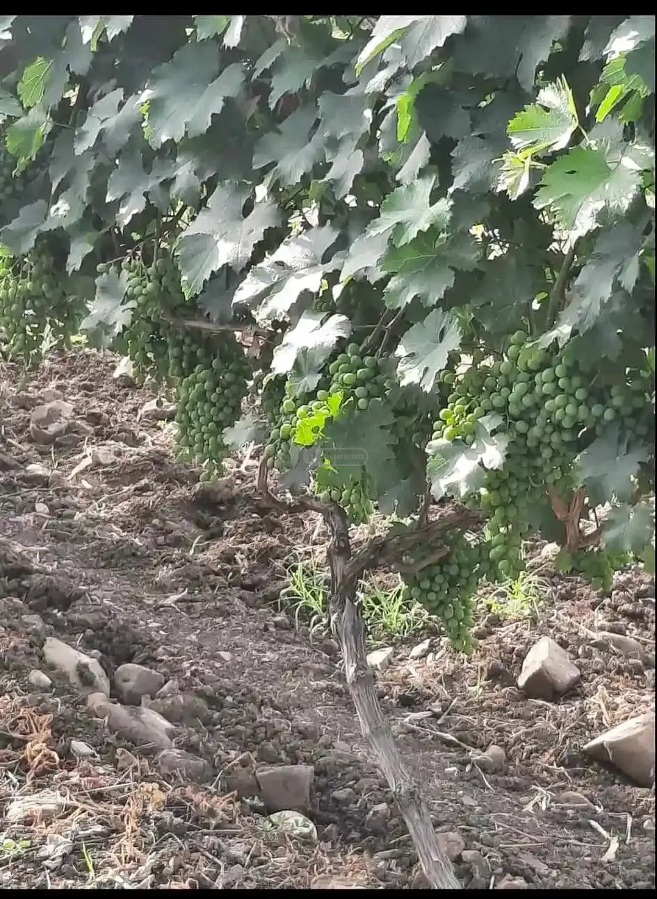 მიწის ნაკვეთი ვენახით კისისხევში