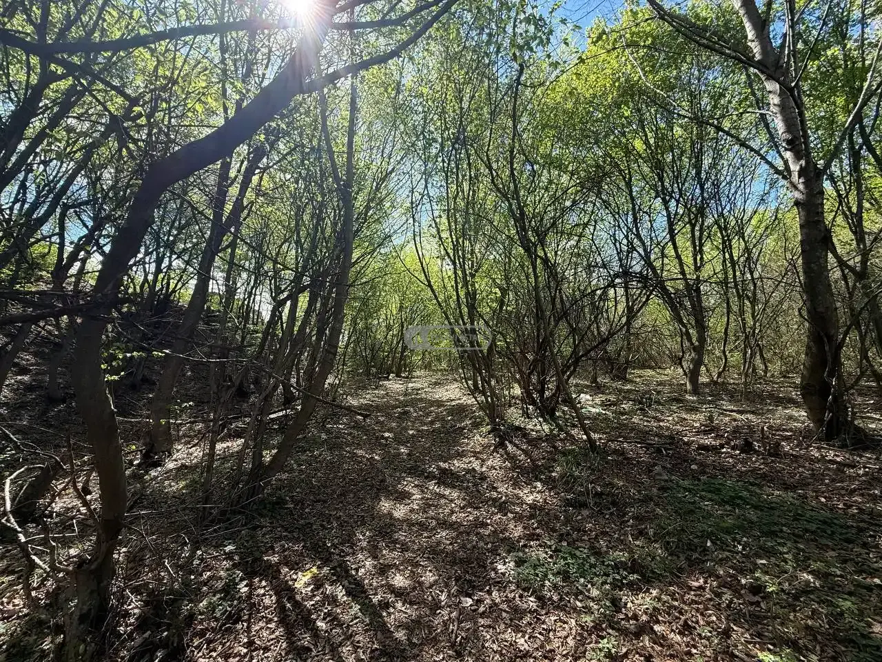 Продается земельный участок в Шалаури