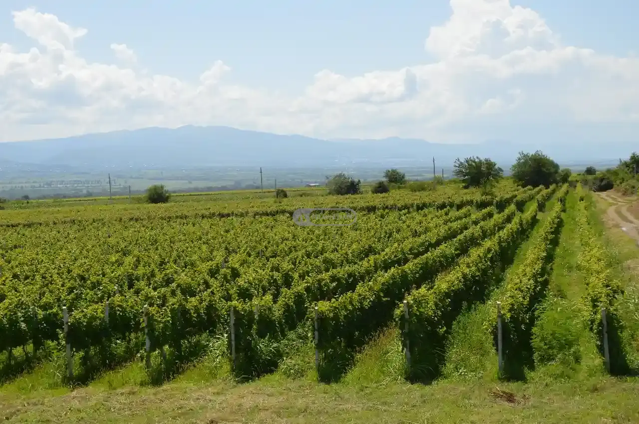 Vineyard in Shilda