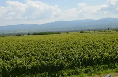 ვენახი შილდაში