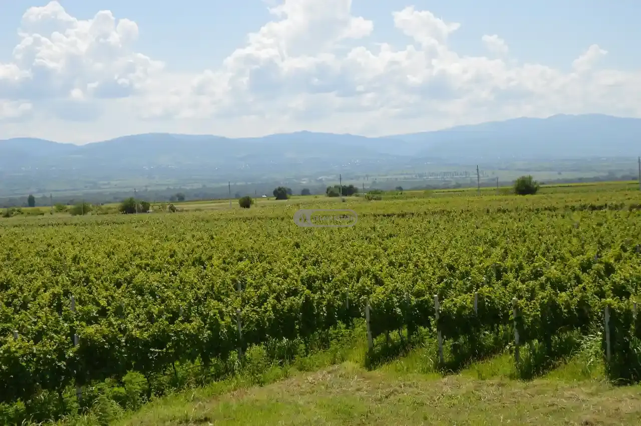 Vineyard in Shilda