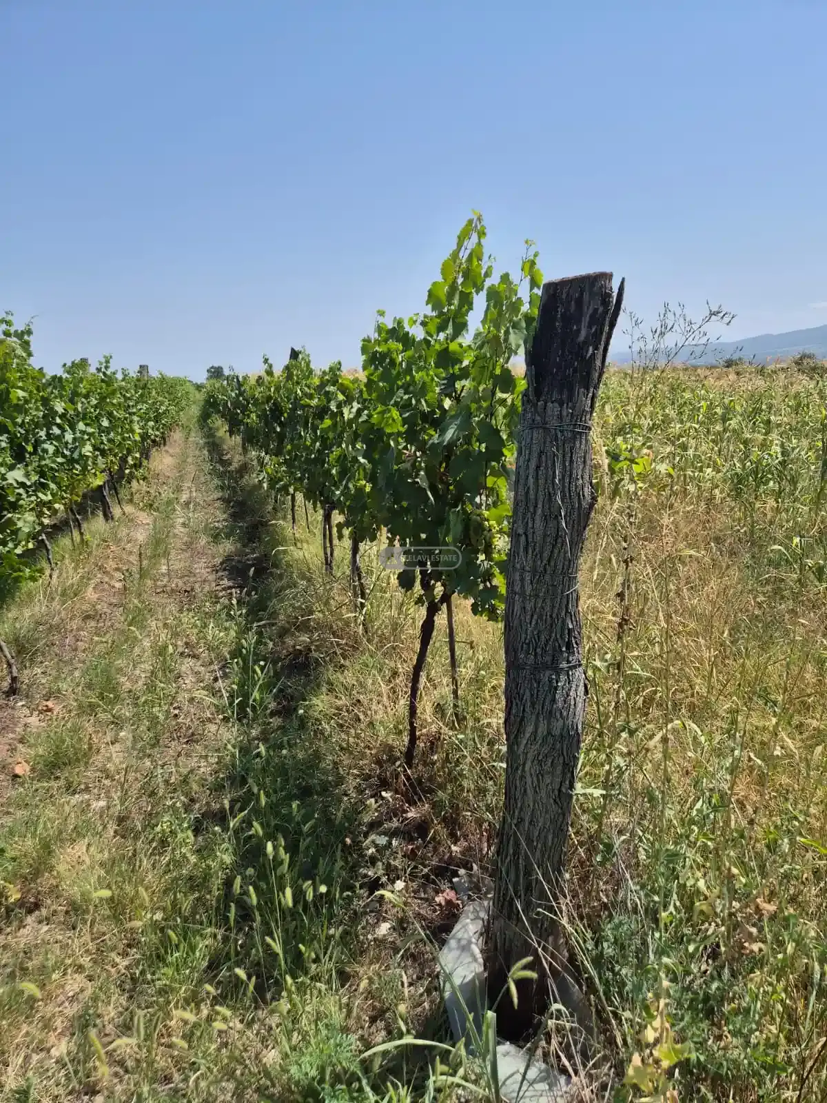 Land for Sale in Kogoto Village