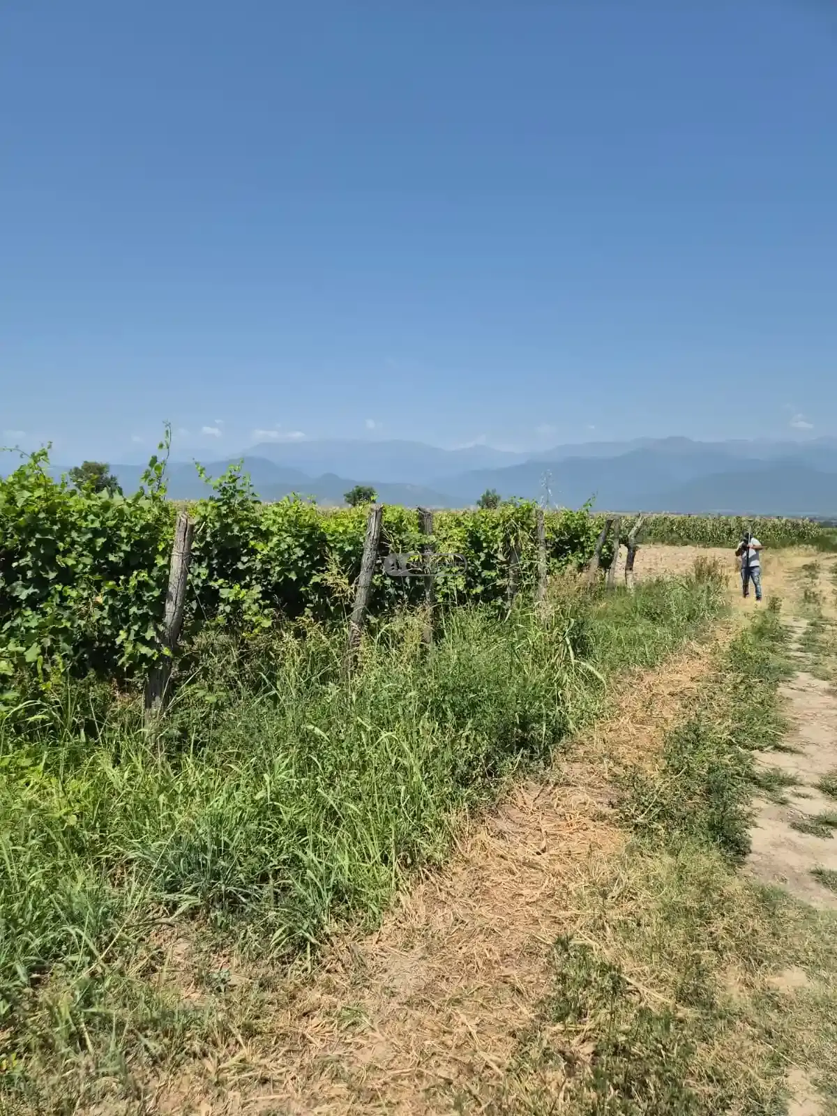 Land for Sale in Kogoto Village