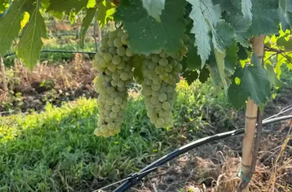 მცირე მეღვინეობა შილდაში