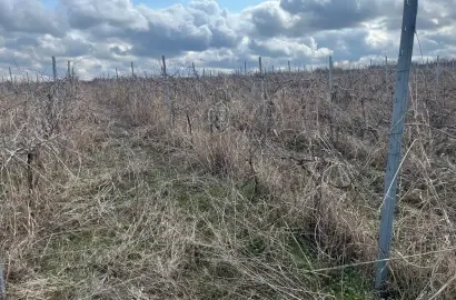 Виноградник Саперави в Шашиани