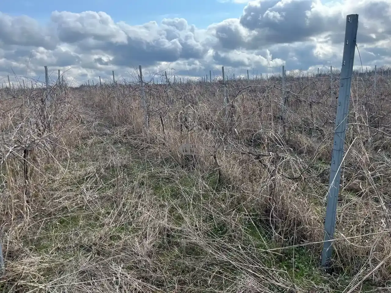Saperavi vineyard in Shashiani