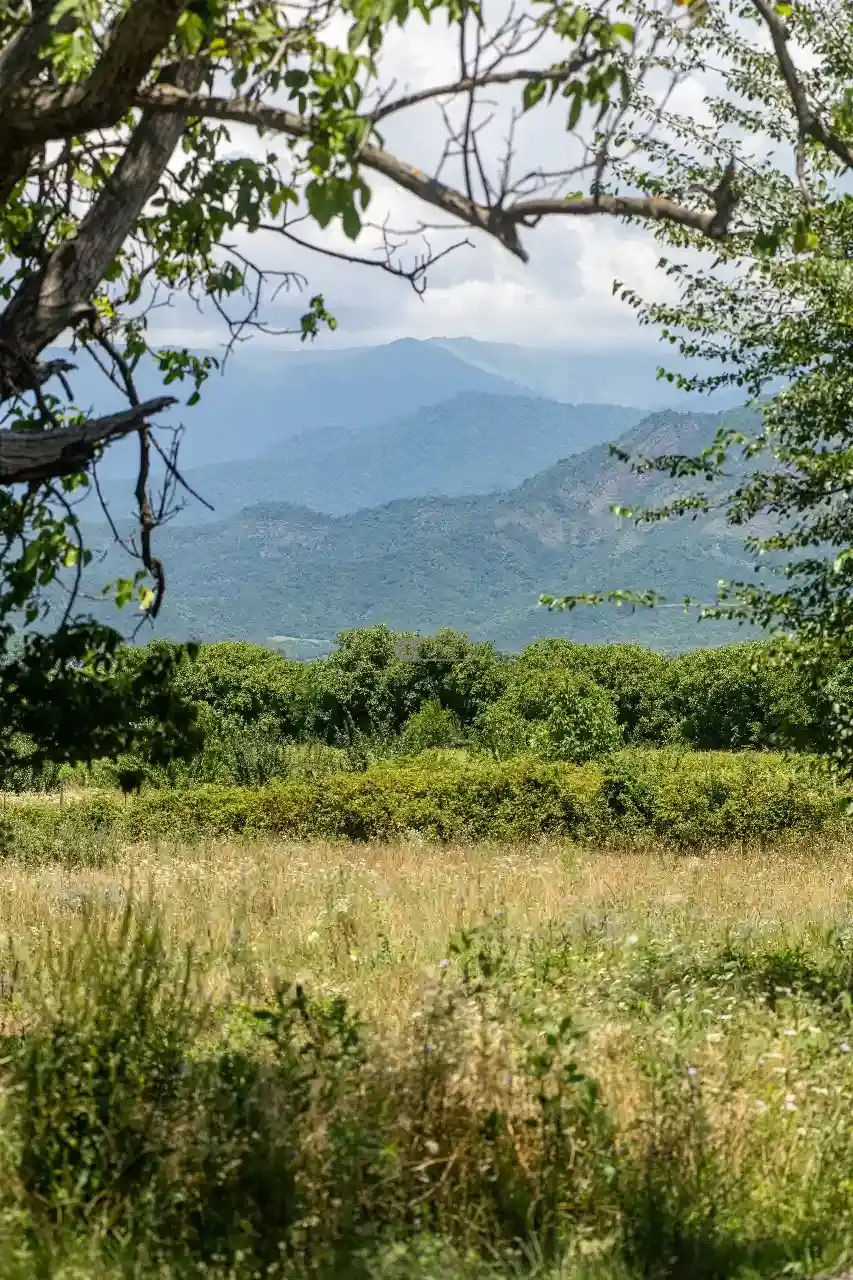 მიწის ნაკვეთი თელავში