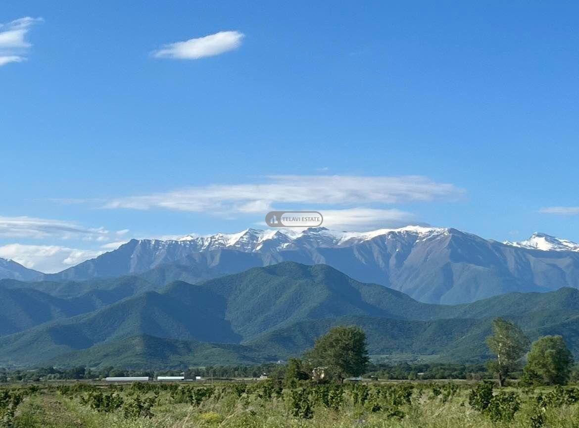 თხილის პლანტაცია სოფელ ალავერდში