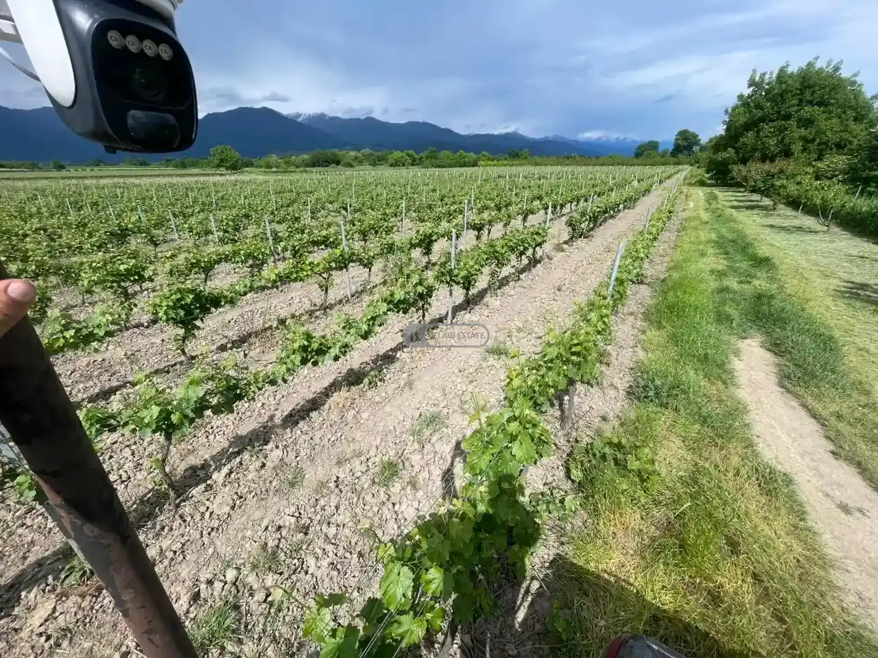Vineyard in Kvareli, Kindzmarauli Microzone