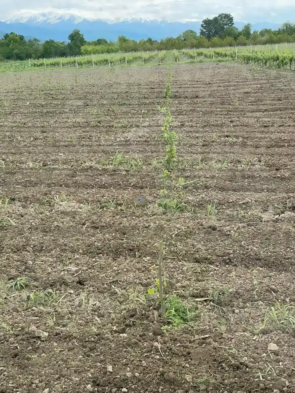 Vineyard in Kvareli, Kindzmarauli Microzone